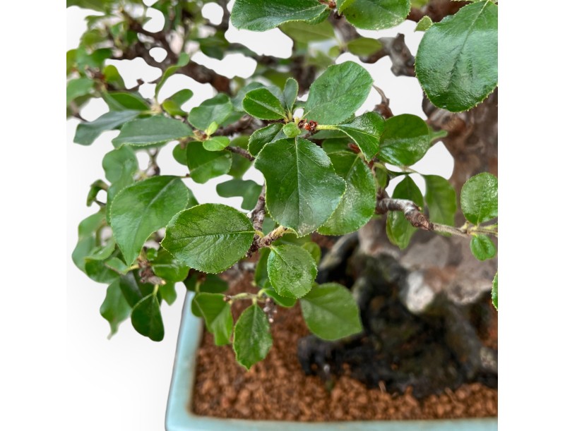 Pseudocydonia Chinensis Karin - Apple Tree - 56 cm