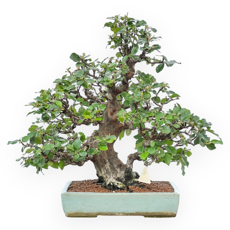 Pseudocydonia Chinensis Karin - Cotogno - 56 cm