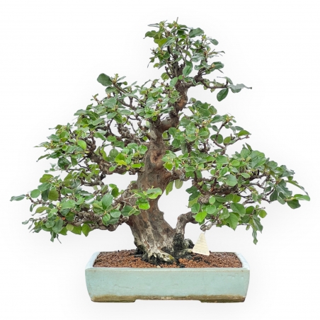 Pseudocydonia Chinensis Karin - Apple Tree - 56 cm