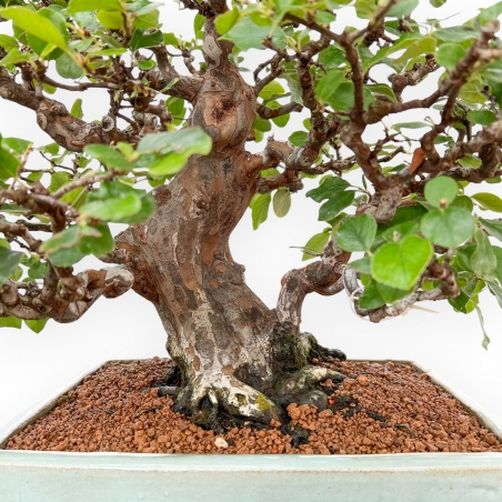 Pseudocydonia Chinensis Karin - Cotogno - 56 cm