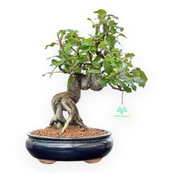 Pseudocydonia Chinensis - Cognassier - 36 cm