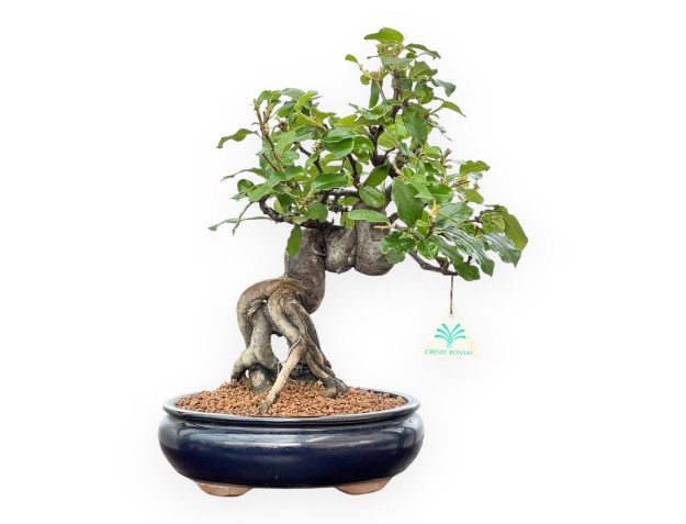 Pseudocydonia Chinensis - Kweepeer - 36 cm