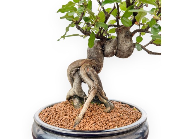 Pseudocydonia Chinensis - Quitte - 36 cm 2