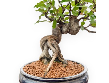 Pseudocydonia Chinensis - Kweepeer - 36 cm