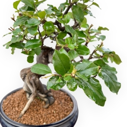 Pseudocydonia Chinensis - Cotogno - 36 cm