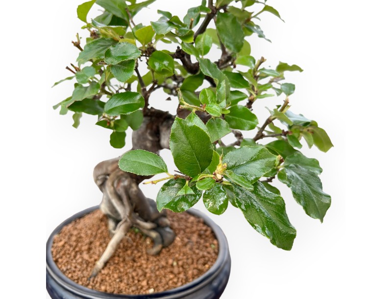 Pseudocydonia Chinensis - Membrillo - 36 cm