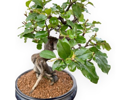 Pseudocydonia Chinensis - Quitte - 36 cm