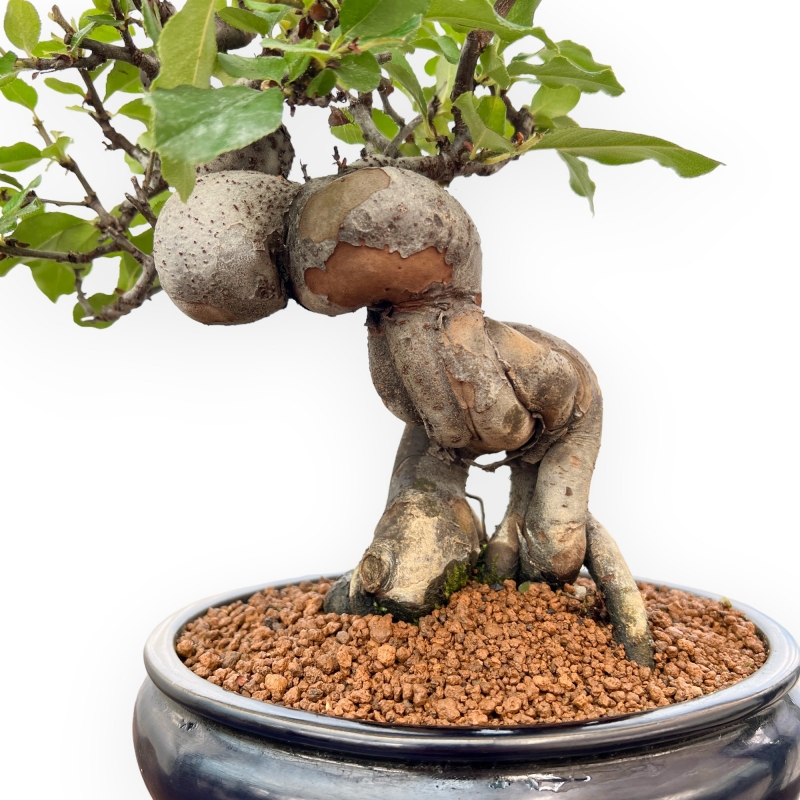 Pseudocydonia Chinensis - Cotogno - 36 cm