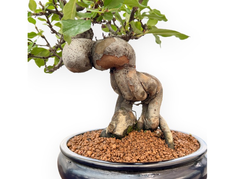 Pseudocydonia Chinensis - Kweepeer - 36 cm