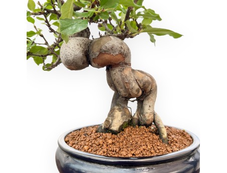 Pseudocydonia Chinensis - Quitte - 36 cm