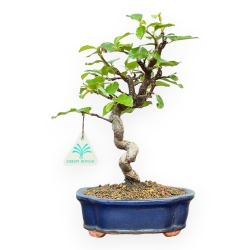 Pseudocydonia Chinensis - Cotogno - 27 cm