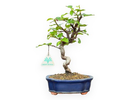 Pseudocydonia Chinensis - Cognassier - 27 cm