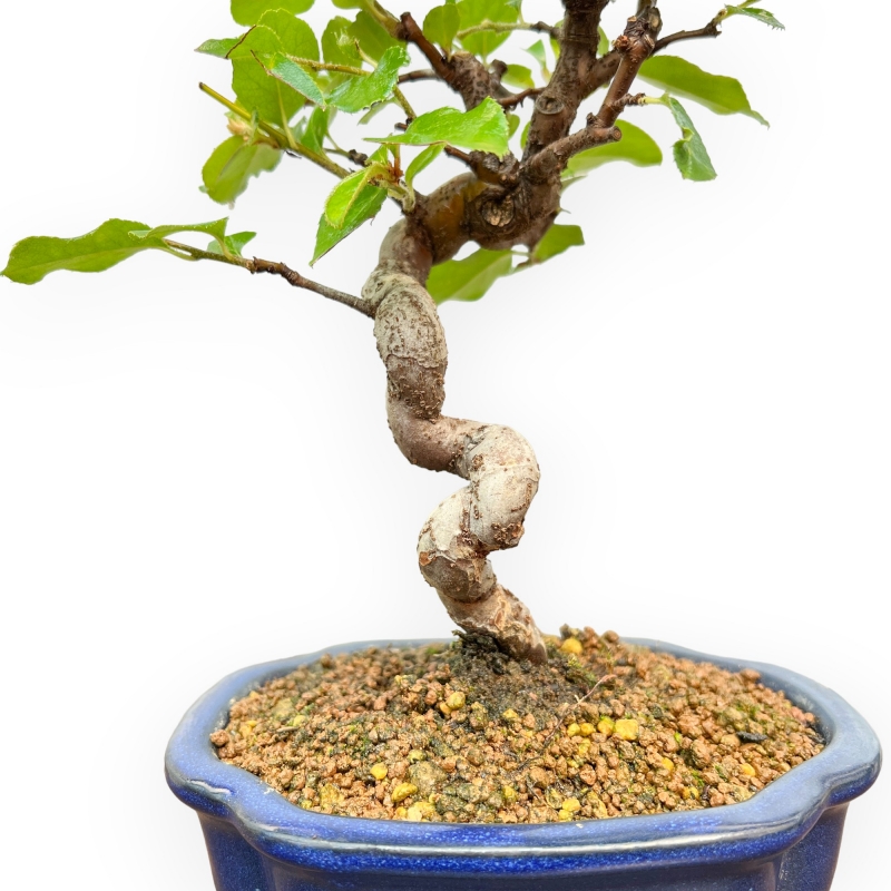 Pseudocydonia Chinensis - Cotogno - 27 cm