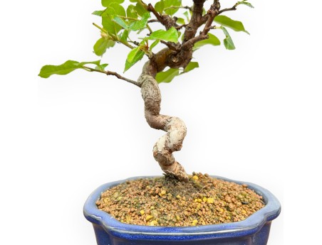 Pseudocydonia Chinensis - Apple Tree - 27 cm