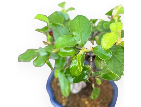 Pseudocydonia Chinensis - Apple Tree - 27 cm