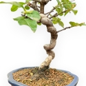 Pseudocydonia Chinensis - Cotogno - 27 cm