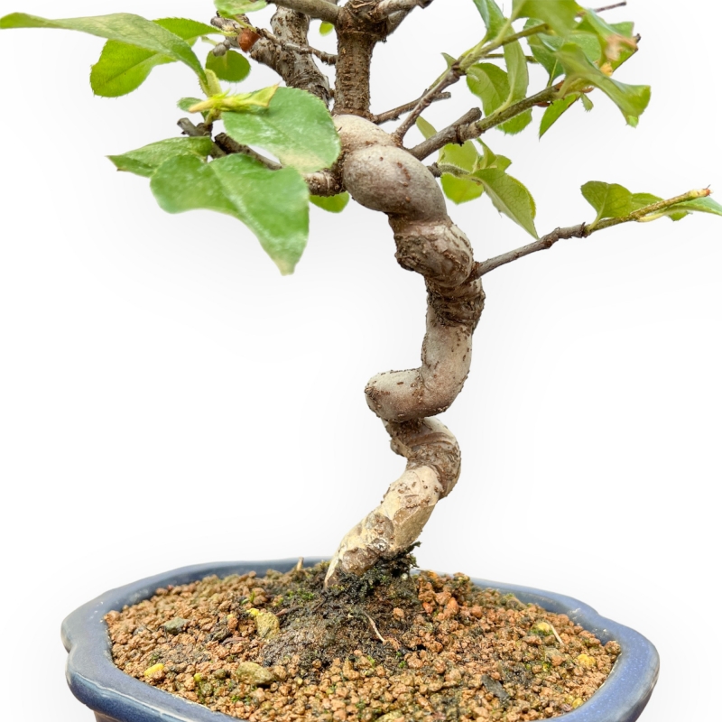 Pseudocydonia Chinensis - Cognassier - 27 cm