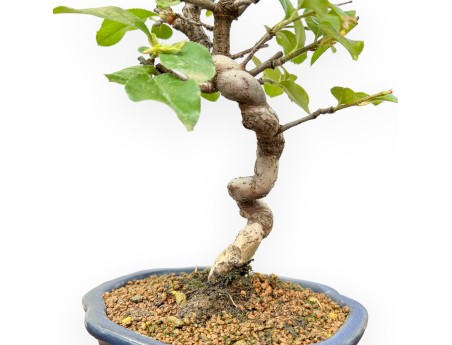 Pseudocydonia chinensis – Quittenbaum – 27 cm