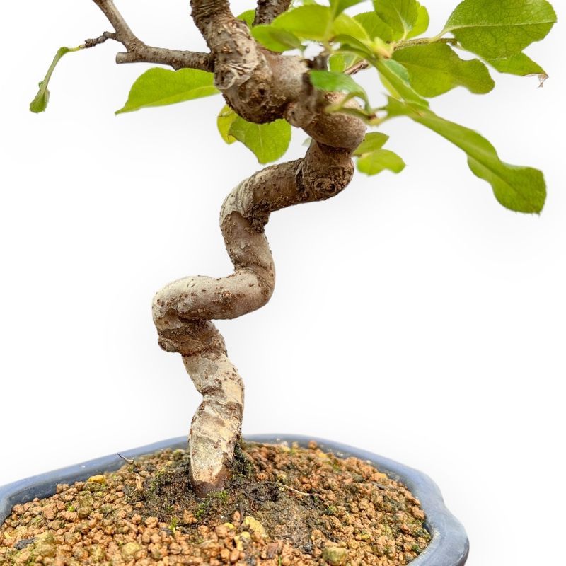 Pseudocydonia Chinensis - Cotogno - 27 cm