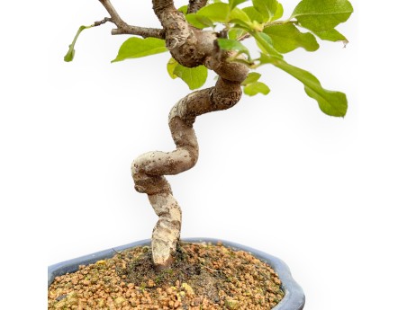 Pseudocydonia chinensis – Quittenbaum – 27 cm