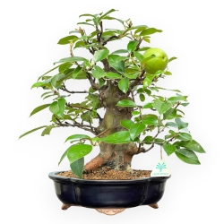 Pseudocydonia Chinensis - Apple Tree - 41 cm