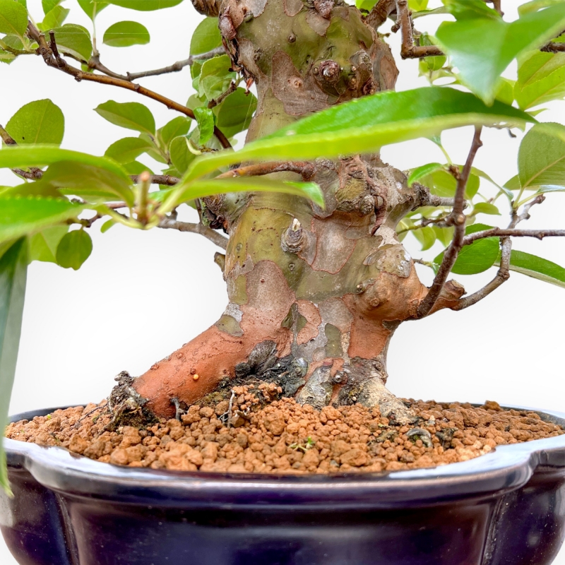Pseudocydonia Chinensis Karin - Cotogno - 41 cm