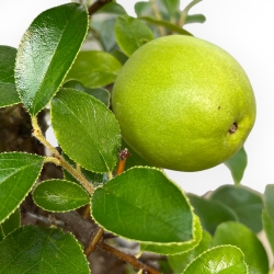 Pseudocydonia Chinensis - Apple Tree - 41 cm