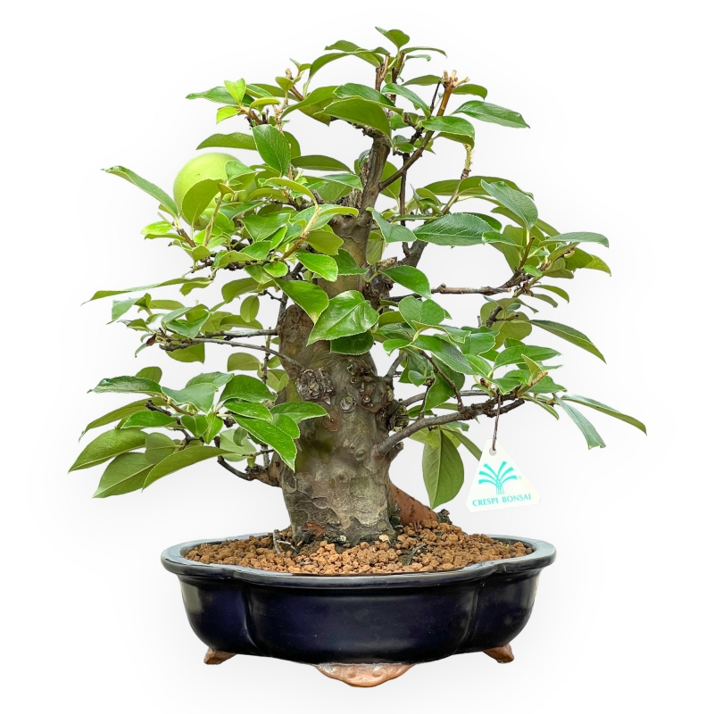 Pseudocydonia Chinensis Karin - Cotogno - 41 cm