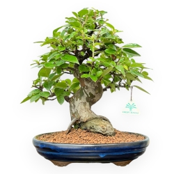 Pseudocydonia Chinensis - Cotogno - 36 cm