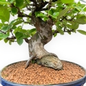 Pseudocydonia Chinensis - Cotogno - 36 cm