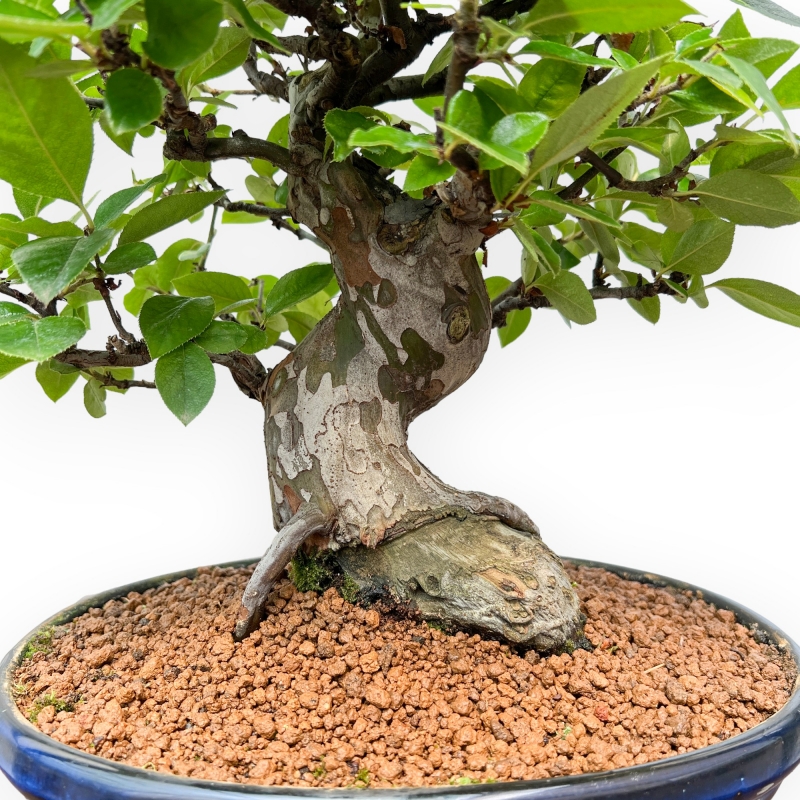 Pseudocydonia Chinensis - Cotogno - 36 cm