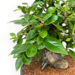 Pseudocydonia Chinensis - Apple Tree - 36 cm
