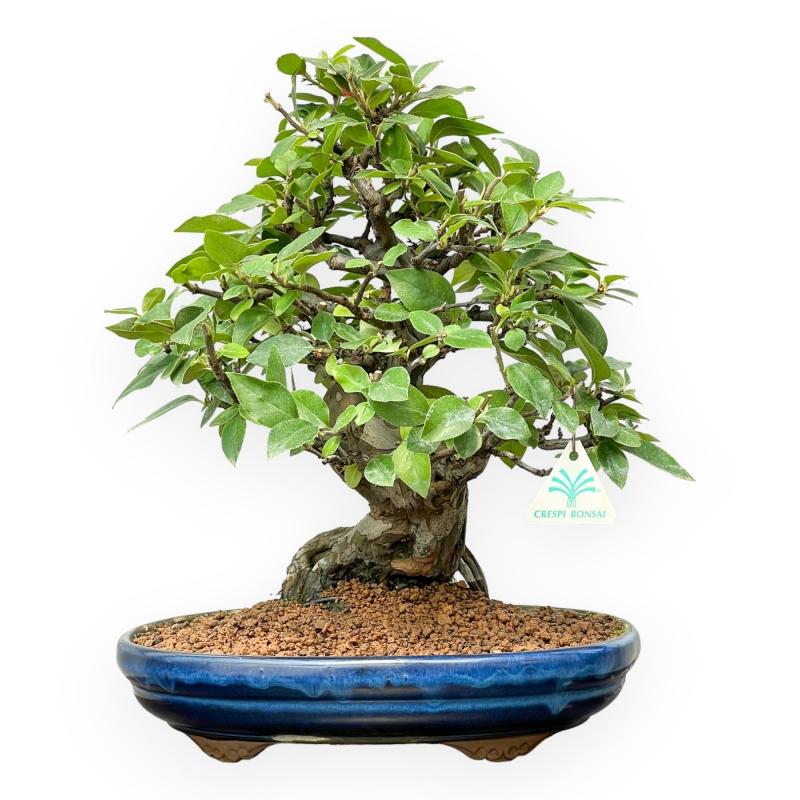 Pseudocydonia Chinensis - Cognassier - 36 cm