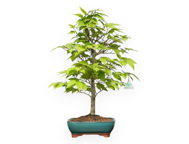Fagus Crenata - 57 cm