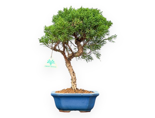 Juniperus Chinensis Kishu - Enebro - 35 cm
