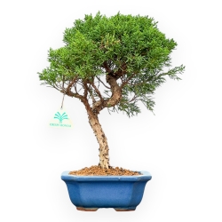 Juniperus Chinensis Kishu - Jeneverbes - 35 cm