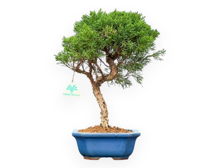 Juniperus Chinensis Kishu - Juniper - 35 cm