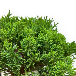Juniperus Chinensis Kishu - Jeneverbes - 35 cm