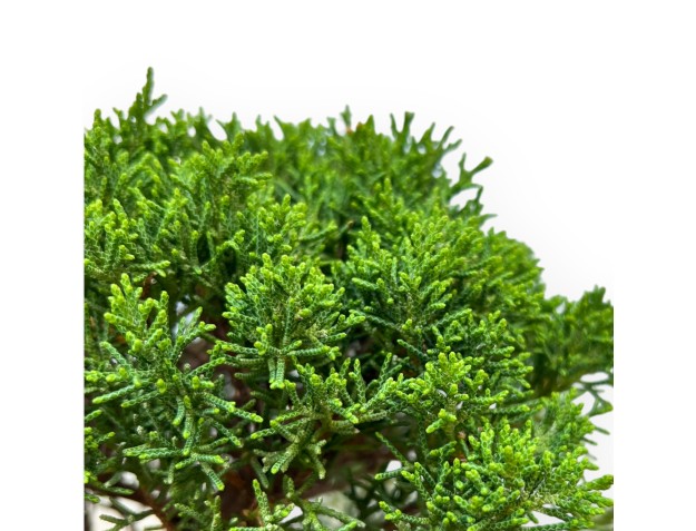 Juniperus Chinensis Kishu - Juniper - 35 cm 2