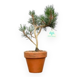 Pinus Thunbergii Kotobuki - Pin Noir - 34 cm