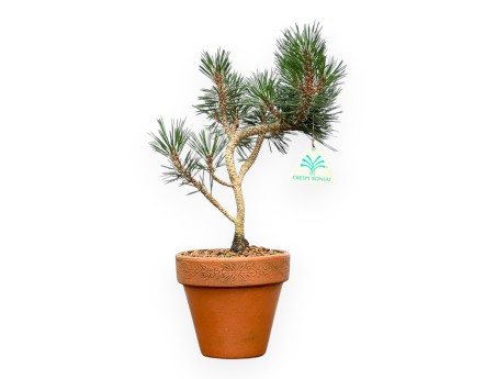 Pinus Thunbergii Kotobuki - Black Pine - 34 cm