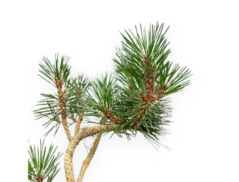 Pinus thunbergii Kotobuki - Zwarte den - 34 cm