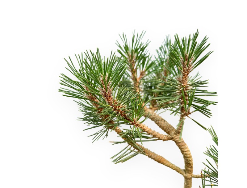 Pinus Thunbergii Kotobuki - Pin Noir - 34 cm