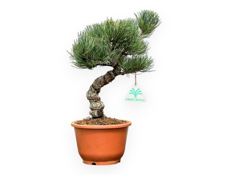 Pinus Pentaphylla - Pin à cinq aiguilles - 30 cm