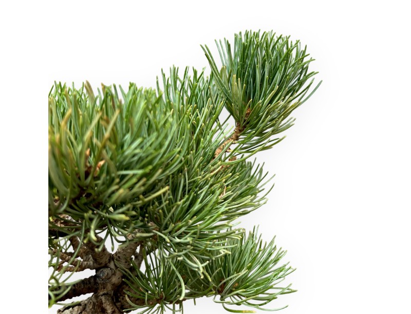 Pinus Pentaphylla - Kiefer - 30 cm