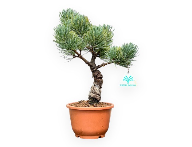 Pinus Pentaphylla - Pino - 32 cm