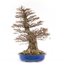 Acer buergerianum - érable - 90 cm