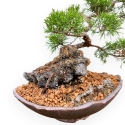 Juniperus Chinensis Itoigawa - Enebro - 25 cm