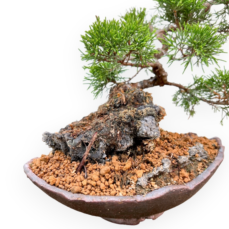 Juniperus Chinensis Itoigawa - Enebro - 25 cm