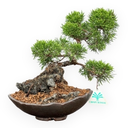 Juniperus Chinensis Itoigawa - Enebro - 25 cm